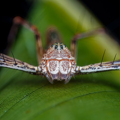 Hamadruas sp. "Jogjakarta Batik" © Paul Ng  • Habitus • Anterior • Alive • Eyes • ♀ • Adult